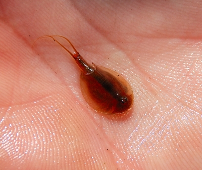 Triops cancriformis